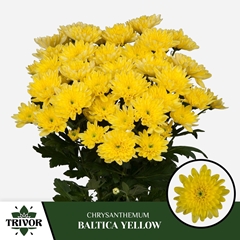 Chrysanth Spray Baltica Yellow 70cm 80gr.