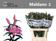 Lily Oriental Maldano 80cm 2+