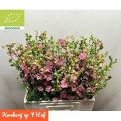 Consolida Regalis Qis Rose 60cm