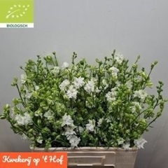Consolida Regalis Qis White 60cm