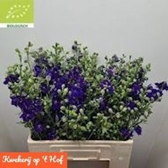 Consolida Regalis Qis Dark Blue 60cm