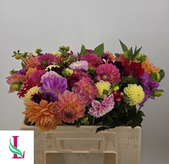 Dahlia Mix 50cm