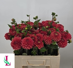 Dahlia Orange Fox 55cm