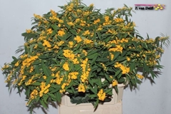 Euphorbia Fulgens Spray Cream Yellow 80cm 15cm Hd
