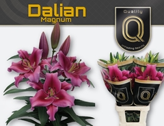 Lily Oriental Dalian 100cm 5+