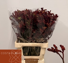 Anigozanthos Bindi 70cm