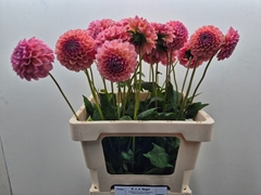 Dahlia Linda's Baby 60cm