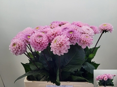 Dahlia Wizard Of Oz 60cm
