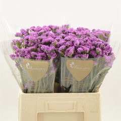Limonium Sinuatum Heart Wings 60cm 20gr.
