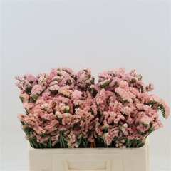 Limonium Sinuatum Peach Wings 50cm 20gr.