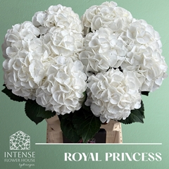 Hydrangea Royal Princess 60cm 15-17cm Hd