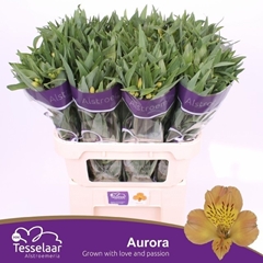 Alstroemeria Aurora 75cm 55gr.