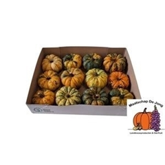 Cucurbita Pepo Lil Pump-ke-mon 10cm