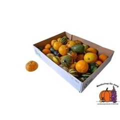 Cucurbita Pepo Mix 7cm