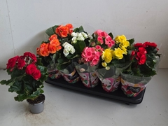 Begonia Double Mix 9Ø 28cm