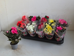 Begonia Double Mix 9Ø 25cm