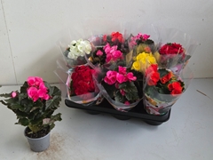 Begonia Double Mix 9Ø 23cm