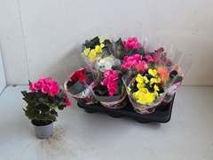 Begonia Double Mix 9Ø 25cm