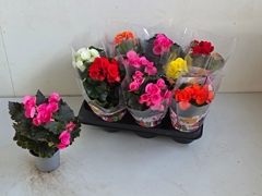 Begonia Double Mix 9Ø 25cm