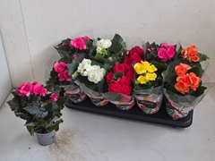 Begonia Double Mix 9Ø 25cm