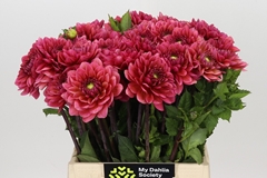 Dahlia Salmon Runner 45cm