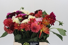 Dahlia Mix Per Bunch 40cm