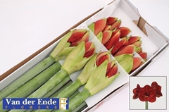 Hippeastrum Ferrari 75cm