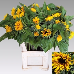 Helianthus Ziggy 80cm
