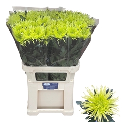 Chrysanth Single Tula Green 80cm 105gr.