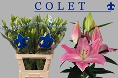 Lily Oriental Colet 95cm 6+