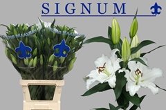 Lily Oriental Signum 100cm 5+