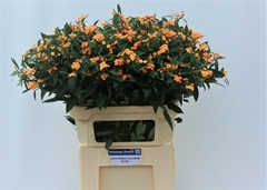 Euphorbia Fulgens Spray Sunstream 80cm 10cm Hd