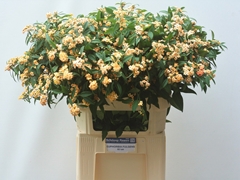 Euphorbia Fulgens Spray Salmonett 80cm 10cm Hd