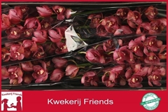 Cymbidium Red Dream 80cm