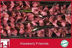 Cymbidium Pin-Up 80cm