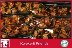 Cymbidium King Alex 80cm