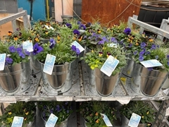 Bedding Plant Arrangements 29Ø 22cm