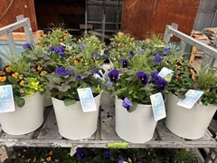 Bedding Plant Arrangements 29Ø 22cm