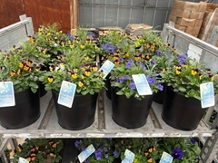 Bedding Plant Arrangements 29Ø 22cm