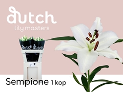 Lily Oriental Sempione 80cm 1+