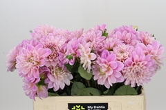 Dahlia Sweet Nathalie 55cm