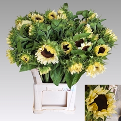 Helianthus Pro Cut White Nite 80cm
