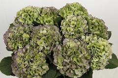 Hydrangea Verena Blue Classic 60cm 18-20cm Hd