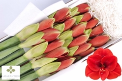 Hippeastrum Ferrari 70cm