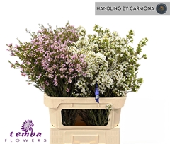 Chamelaucium Mix 80cm 60gr.