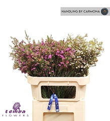Chamelaucium Mix 70cm 50gr.
