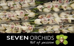 Cymbidium Time Out 80cm