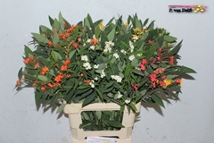Euphorbia Fulgens Spray Mix 70cm 5cm Hd