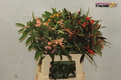 Euphorbia Fulgens Mix 60cm 10cm Hd
