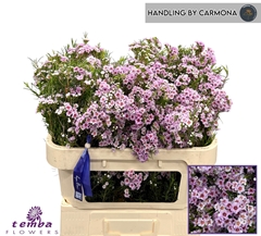 Chamelaucium Giselle 70cm 60gr.